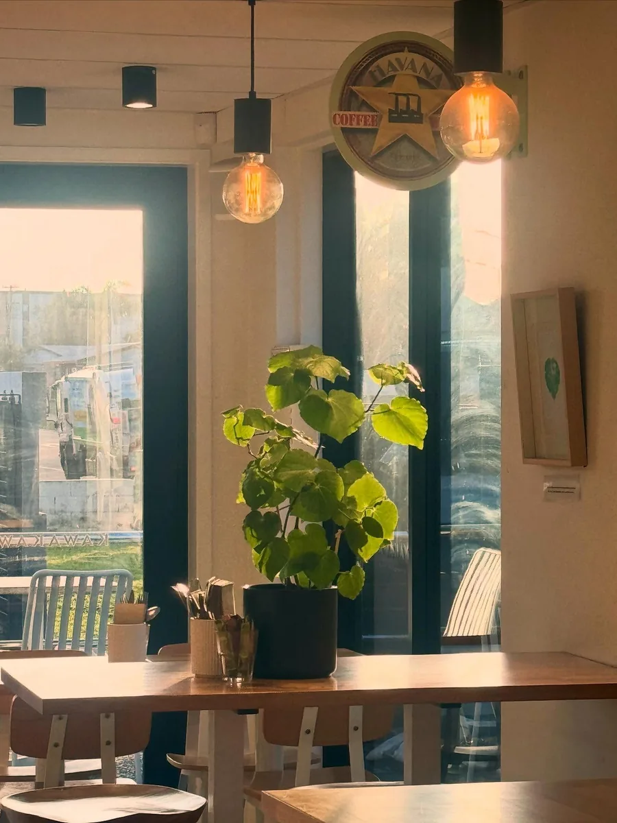 Morning sunlight across a table and leafy plant inside Kawakawa at Salt